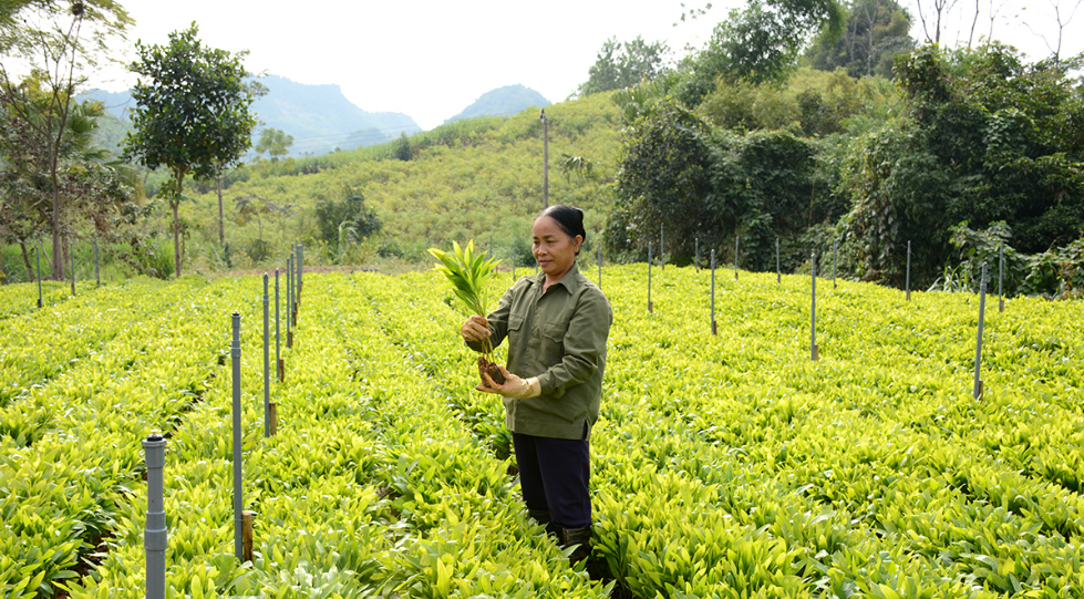 Tăng cường quản lý giống cây trồng nông nghiệp, đảm bảo chất lượng và nguồn gốc