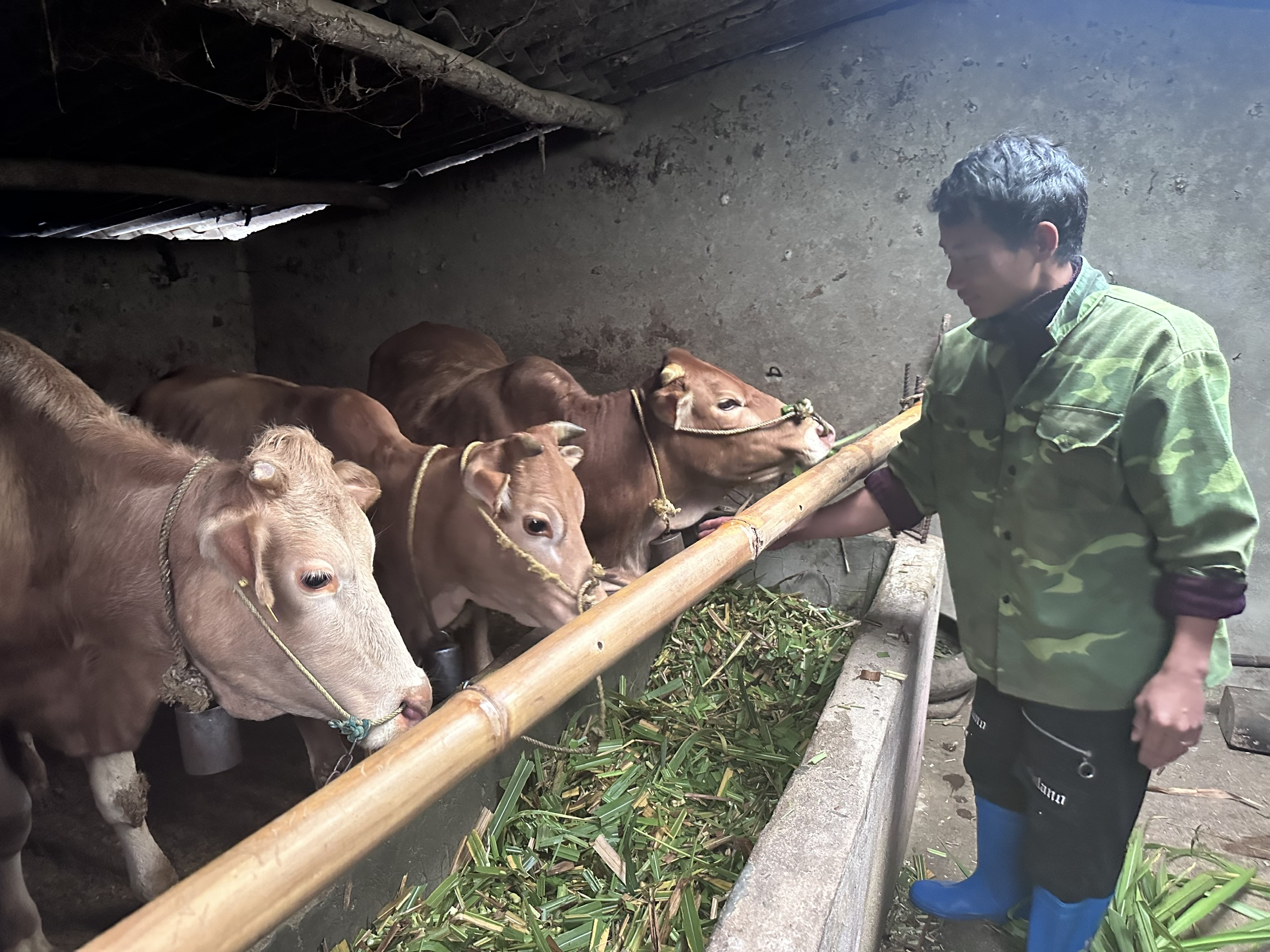 Nghĩa Thuận chủ động phòng, chống rét cho đàn gia súc