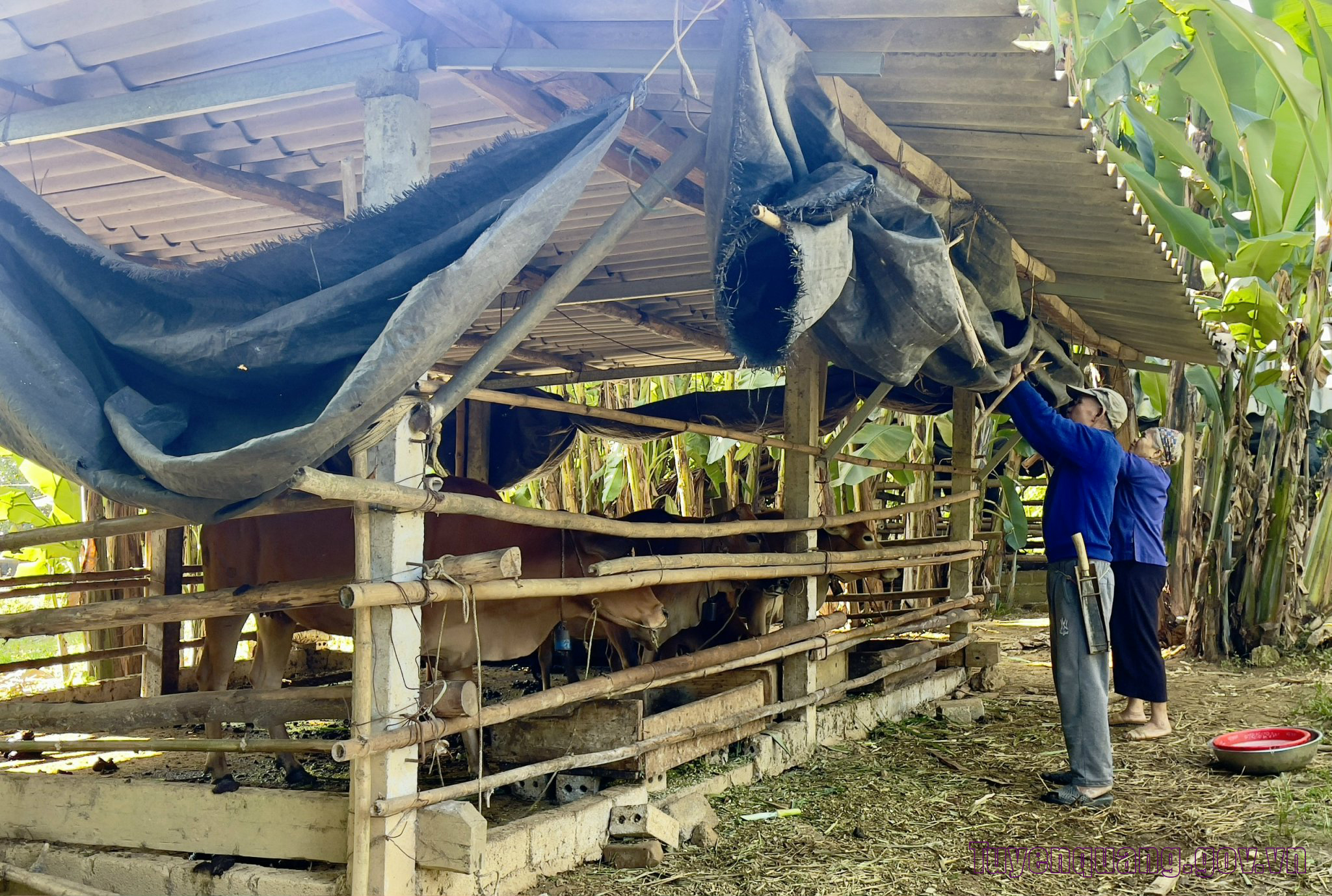 Tuyên Quang: Chủ động chăm sóc sức khỏe vật nuôi trong mùa đông