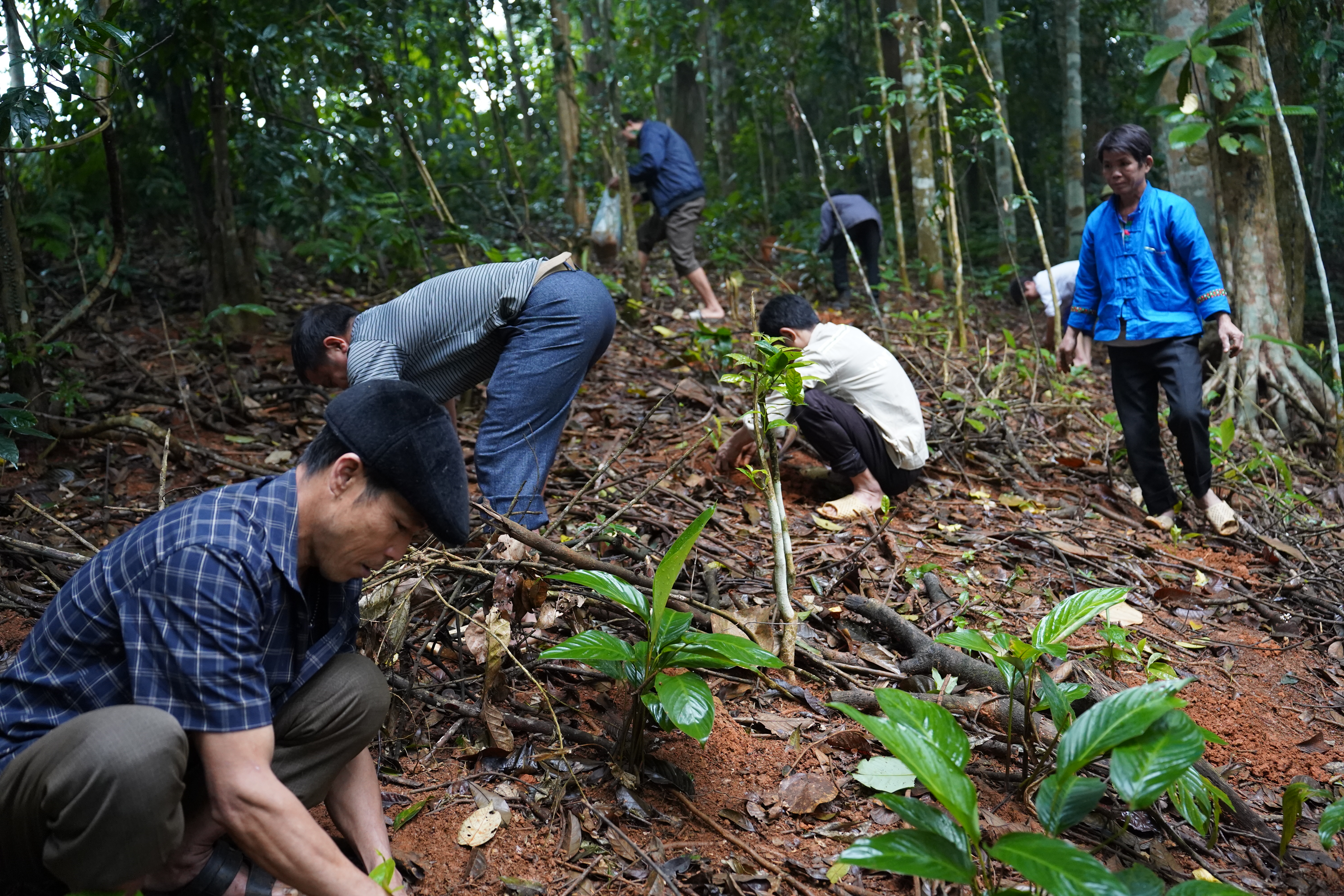 C&uacute;ng rừng 4.JPG