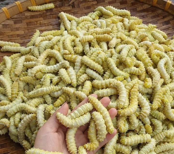 Trồng dâu nuôi tằm – Hướng đi mới ở xã Bắc Quang