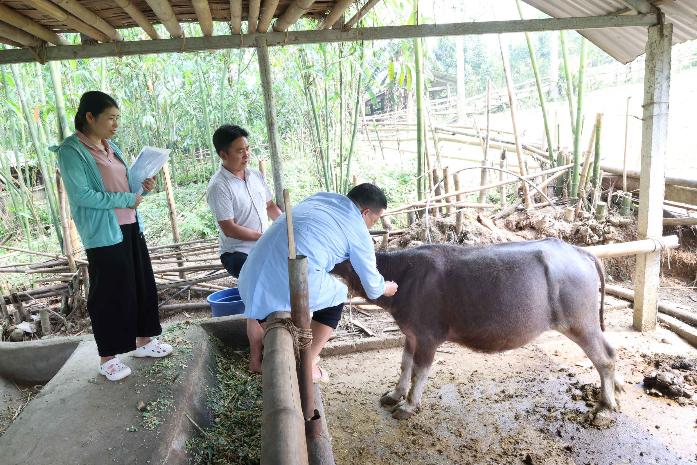 Nhằm chủ động phòng, chống dịch bệnh, bảo vệ đàn gia súc, gia cầm, góp phần phát triển chăn nuôi bền vững, Ủy ban nhân dân xã Bình An triển khai kế hoạch tiêm phòng vắc xin vụ Xuân - Hè năm 2026.