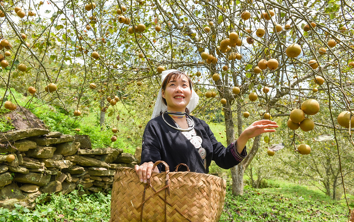 Sắp diễn ra Hội thi hái quả lê Hồng Thái