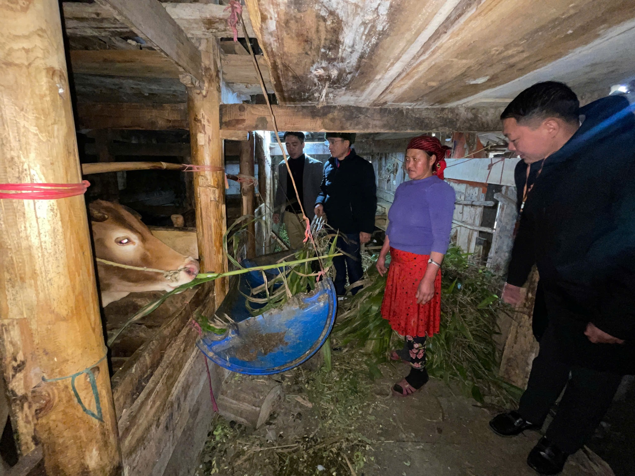 LÃNH ĐẠO UBND XÃ LŨNG PHÌN KIỂM TRA CÔNG TÁC PHÒNG, CHỐNG RÉT CHO GIA SÚC