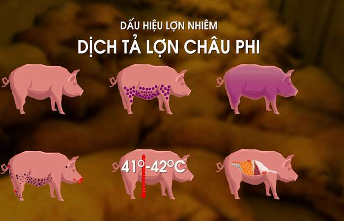 Khi phát hiện lợn mắc bệnh dịch tả lợn châu Phi cần báo ngay cho Trạm Chăn nuôi, Thú y và Thủy sản khu vực