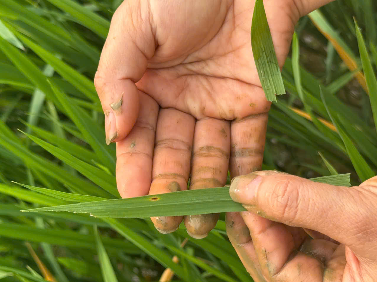 Ktra l&uacute;a,2.jpg