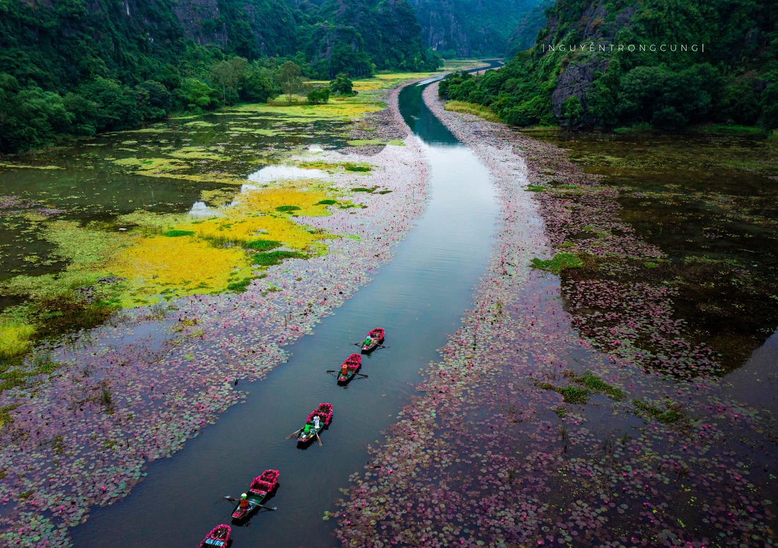 Mùa hoa súng rực rỡ ở Ninh Bình khiến du khách ngỡ ngàng