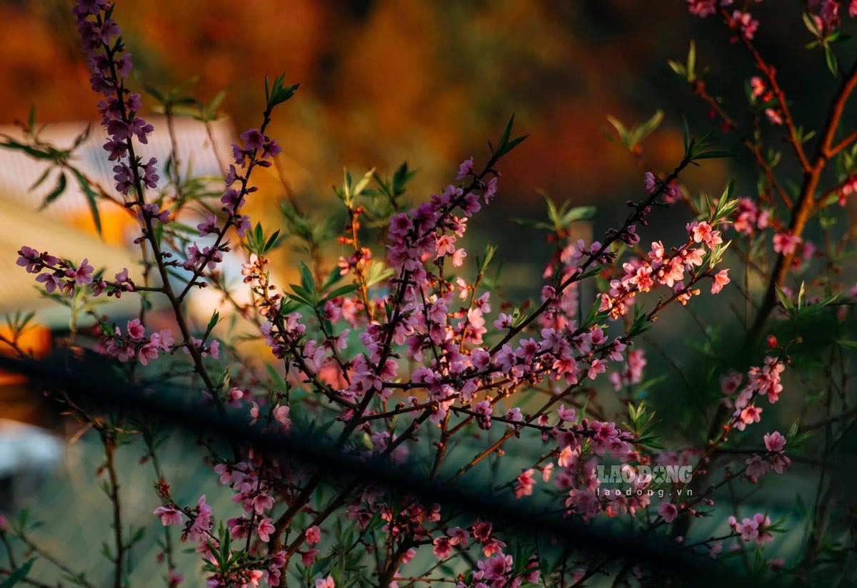 Hoa đào rừng nhuộm hồng Xím Vàng những ngày cuối năm