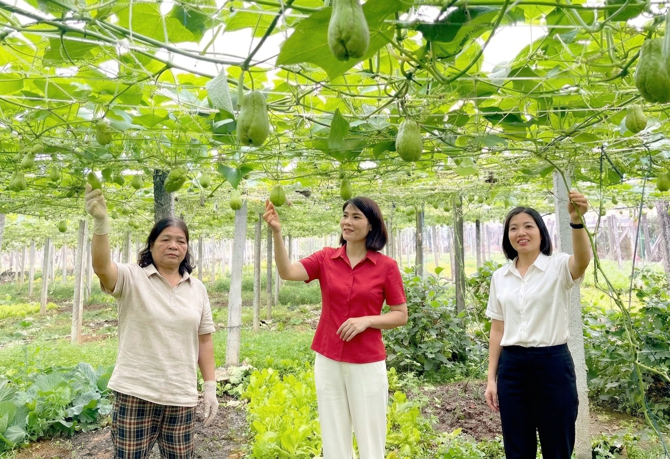 Thu nhập cao từ trồng rau trên giàn lưới.