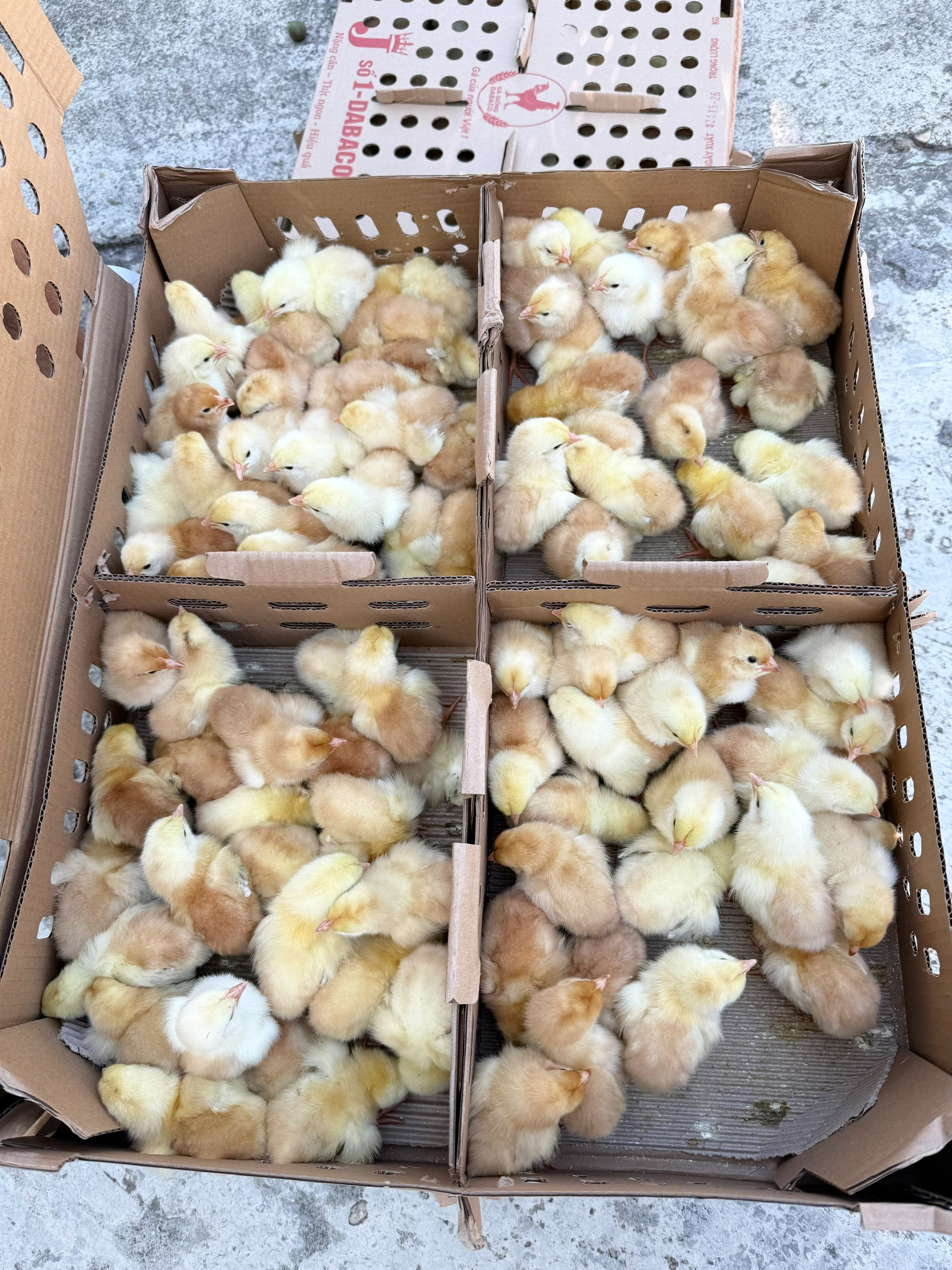 Sáng ngày 26/5, UBND xã Sơn Thủy tổ chức cấp phát gà giống và thức ăn hỗn hợp hoàn chỉnh cho các hộ tham gia Dự án phát triển sản xuất cộng đồng nuôi gà thương phẩm trên địa bàn xã, thuộc Dự án 2 “Đa dạng hóa sinh kế, phát triển mô hình giảm nghèo” thuộc Chương trình mục tiêu quốc gia giảm nghèo bền vững.