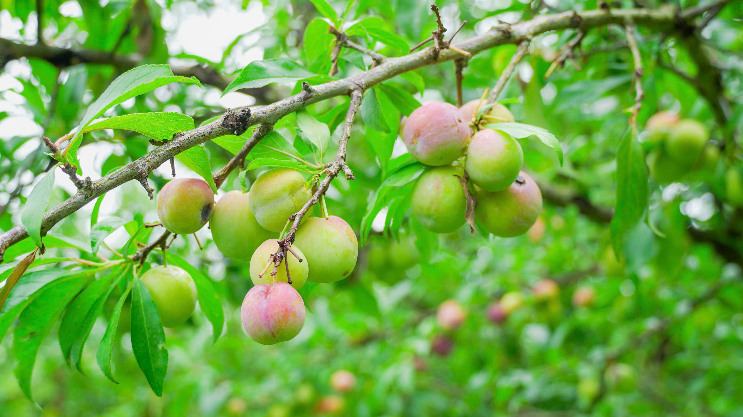 Đánh thức “mùa Mận” ở Pà Vầy Sủ