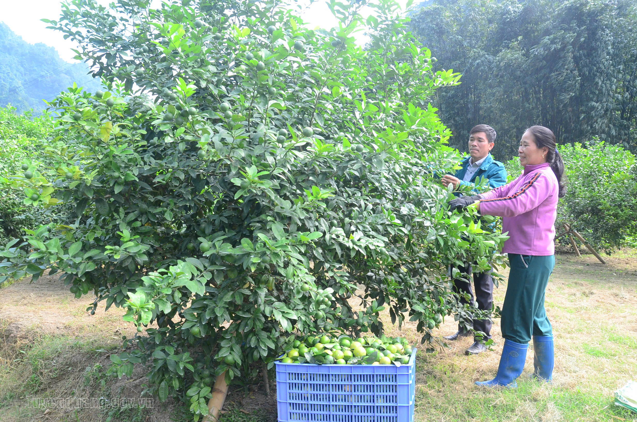 Chuyển đổi cơ cấu cây trồng, vật nuôi: Động lực nâng cao giá trị sản xuất nông nghiệp