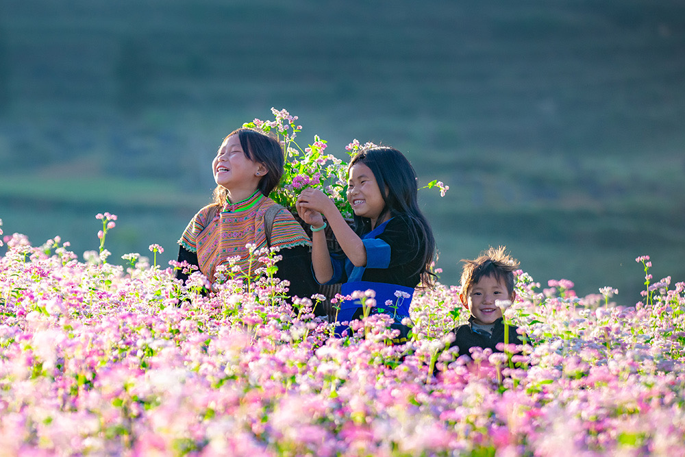 Tuyên Quang chuẩn bị chu đáo cho mùa hoa Tam giác mạch 2025 - Xây dựng thương hiệu du lịch “Miền đá nở hoa”