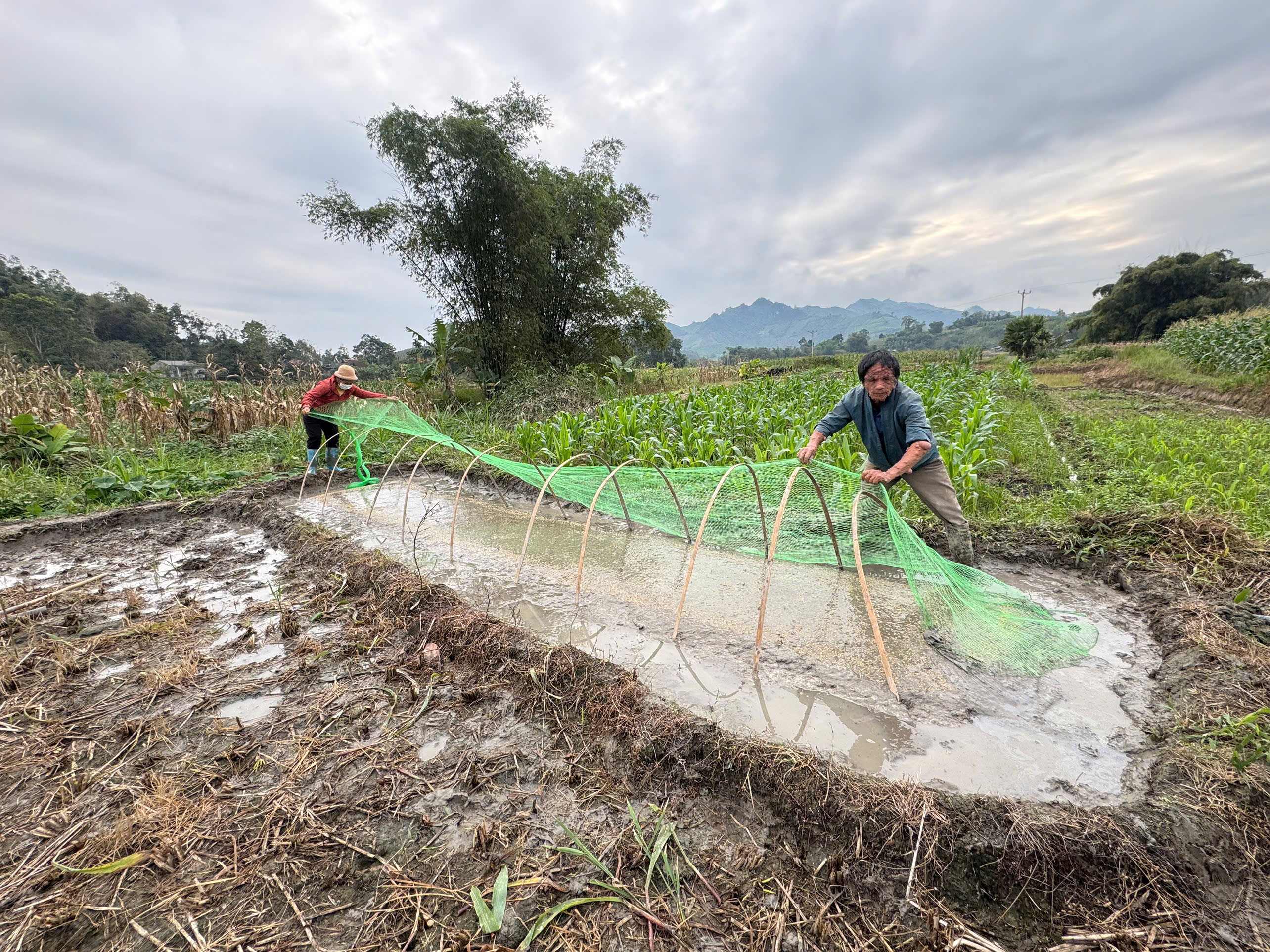 Nông dân Bình Xa tích cực gieo mạ, chuẩn bị tốt nhất cho vụ xuân 2026