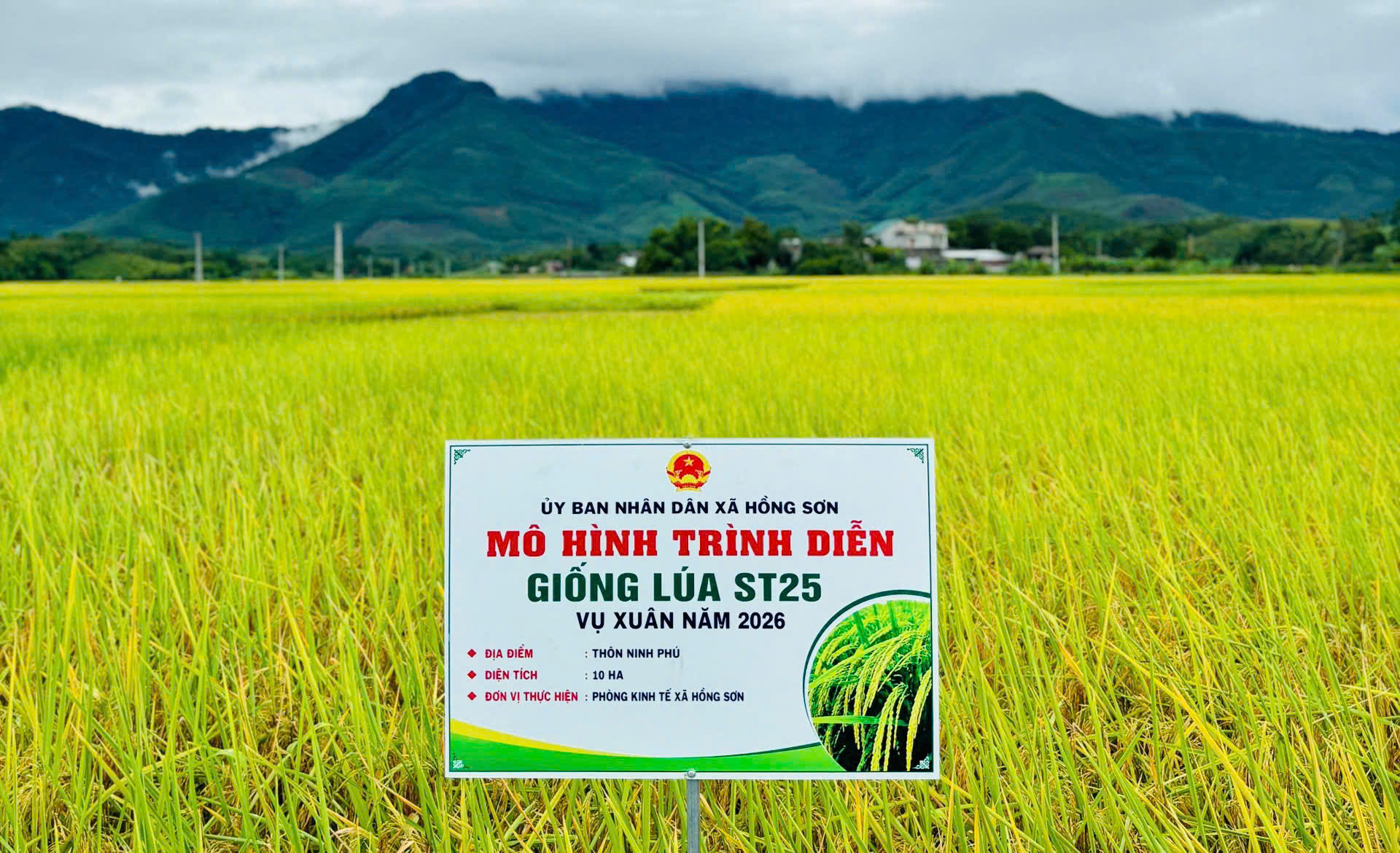 Hiệu quả từ mô hình trình diễn giống lúa ST25 vụ Xuân năm 2026 tại xã Hồng Sơn
