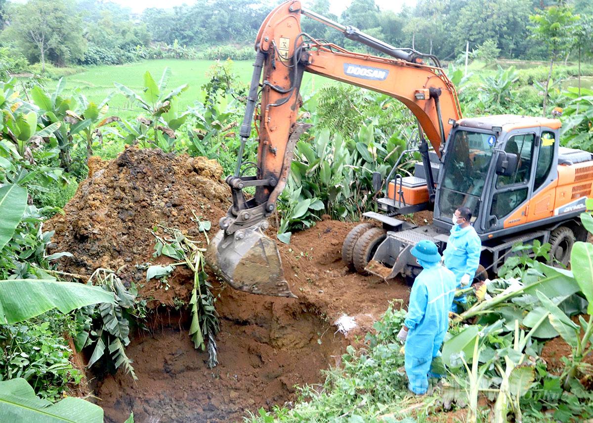 Khi phát hiện lợn mắc bệnh dịch tả lợn châu Phi cần báo ngay cho Trạm Chăn nuôi, Thú y và Thủy sản khu vực