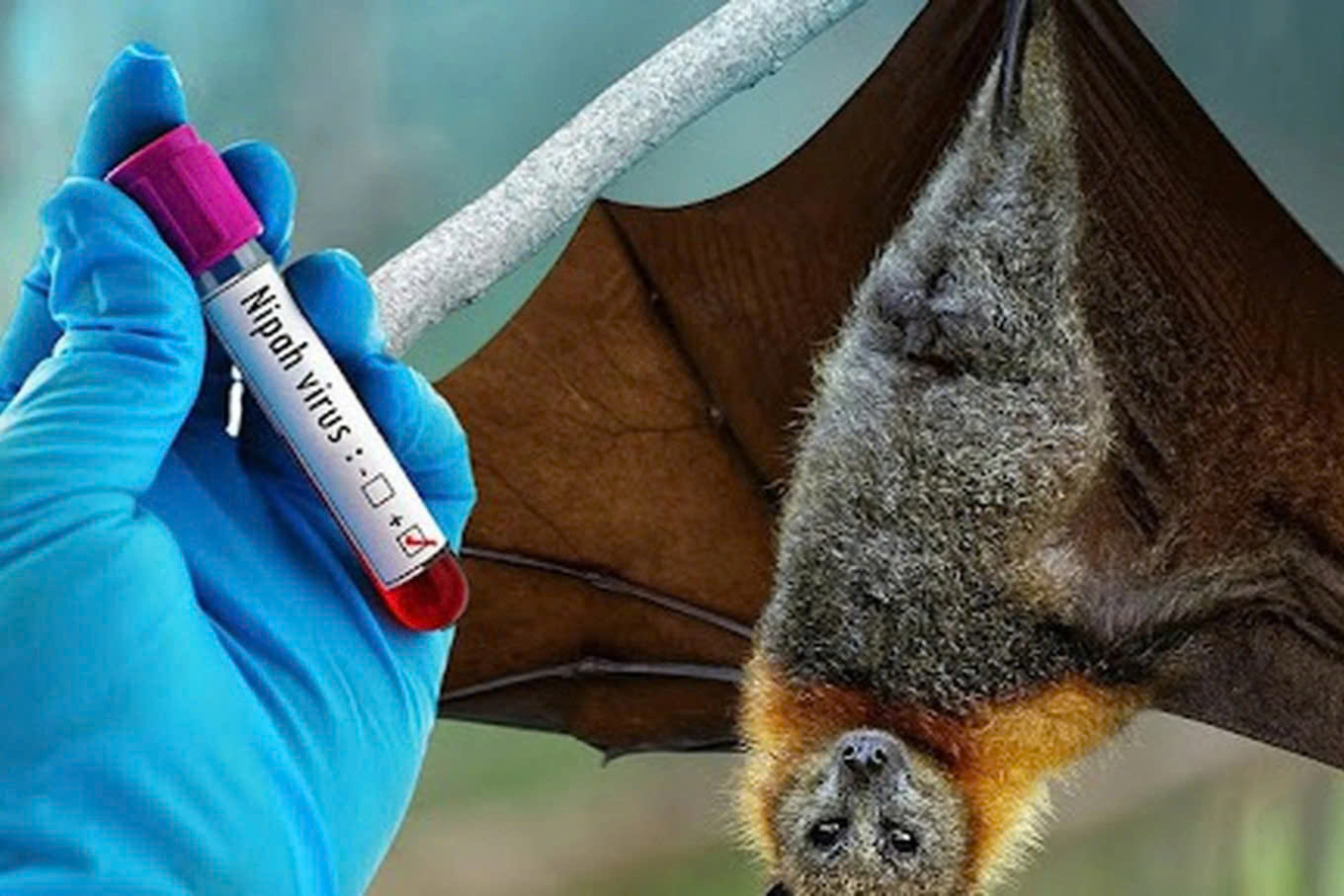 Bệnh do vi rút Nipah và các biện pháp phòng chống tại Việt Nam