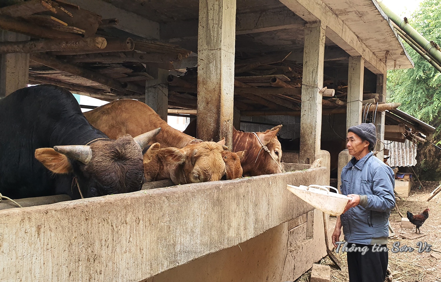 Xã Sơn Vĩ tăng cường phòng, chống đói rét cho vật nuôi
