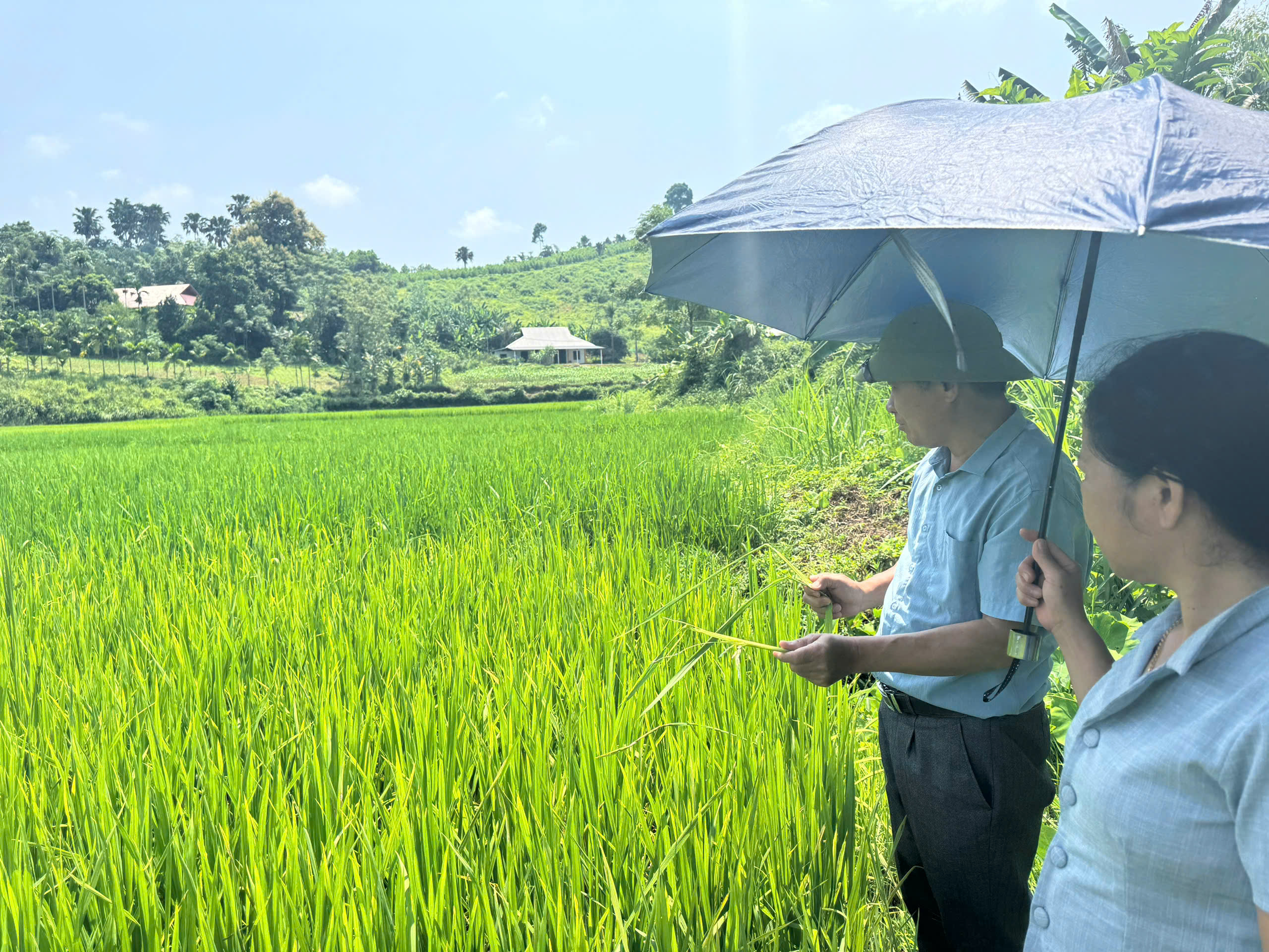 XÃ HÒA AN TĂNG CƯỜNG KIỂM TRA, PHÒNG TRỪ SÂU BỆNH HẠI CÂY TRỒNG VỤ MÙA