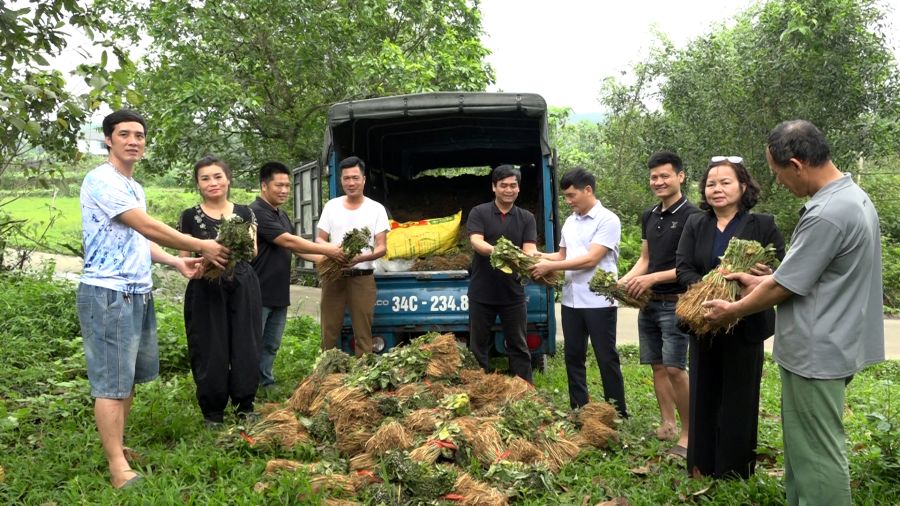 Trao trên 25 nghìn cây giống dâu tằm chất lượng cao tại xã Bắc Quang