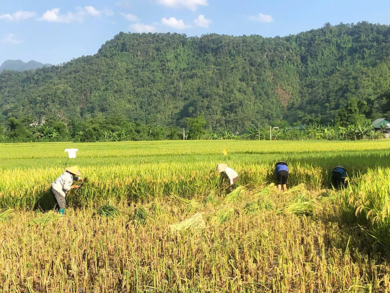 B&agrave; con n&ocirc;ng d&acirc;n đang thu hoạch l&uacute;a.jpg
