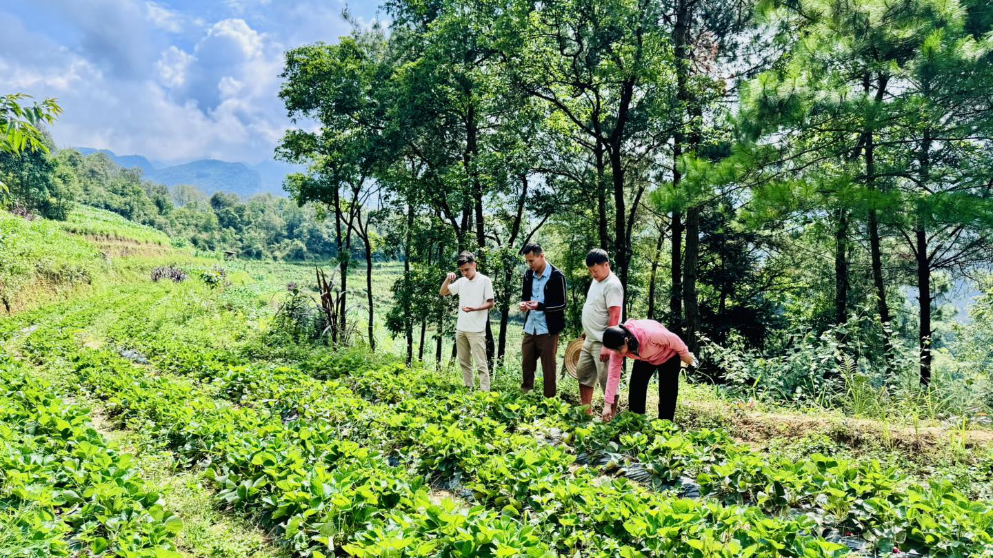 NGƯỜI DÂN XÃ YÊN MINH TÍCH CỰC CHUYỂN ĐỔI CƠ CẤU CÂY TRỒNG, NÂNG CAO THU NHẬP