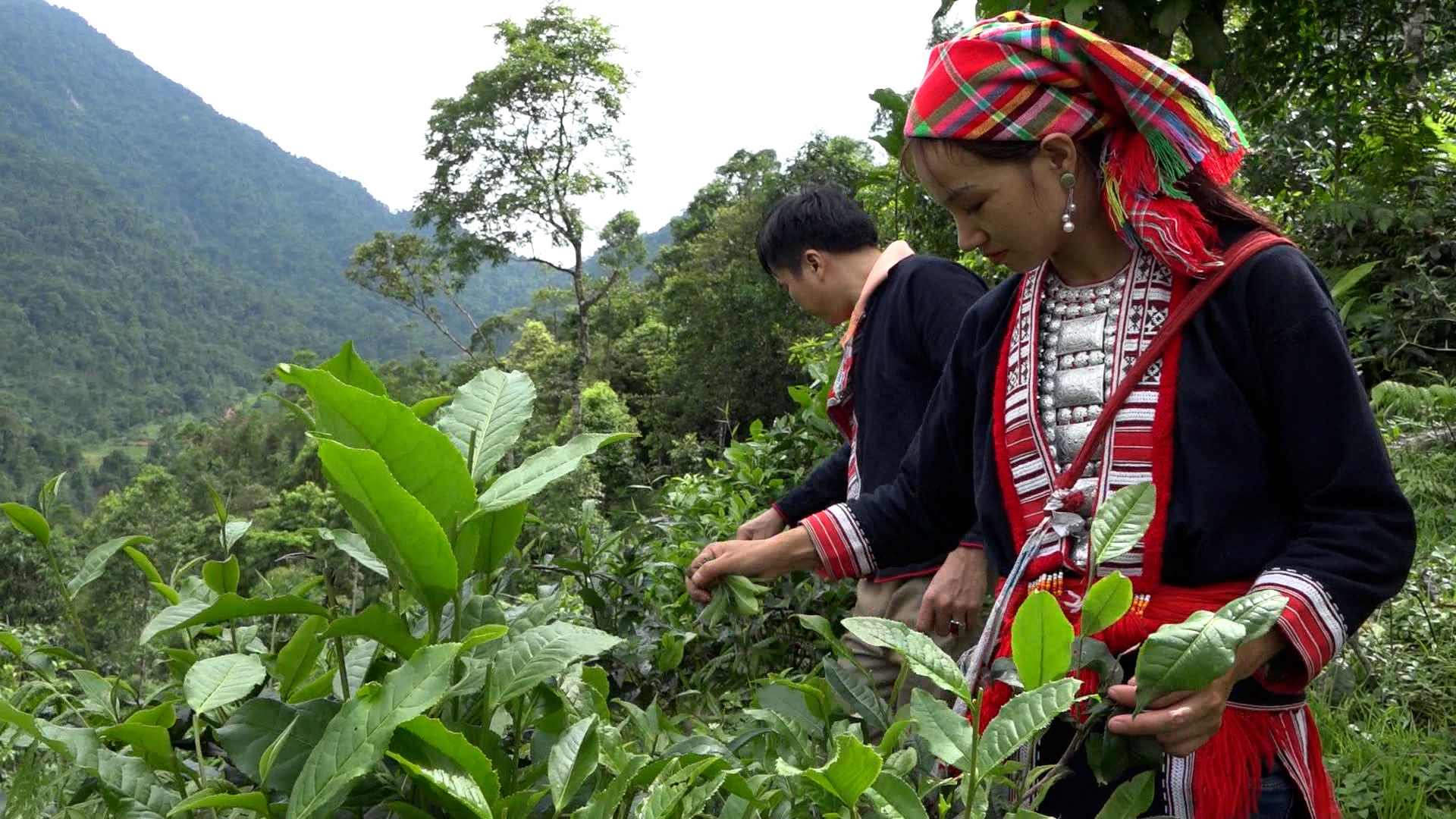 Triệu Quang Vinh, chàng trai người Dao ở Nậm An khởi nghiệp từ chế biến chè hữu cơ