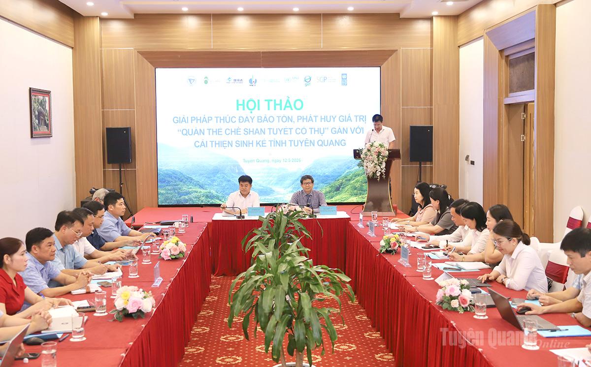 Nâng tầm giá trị Di sản chè Shan tuyết cổ thụ gắn với sinh kế bền vững