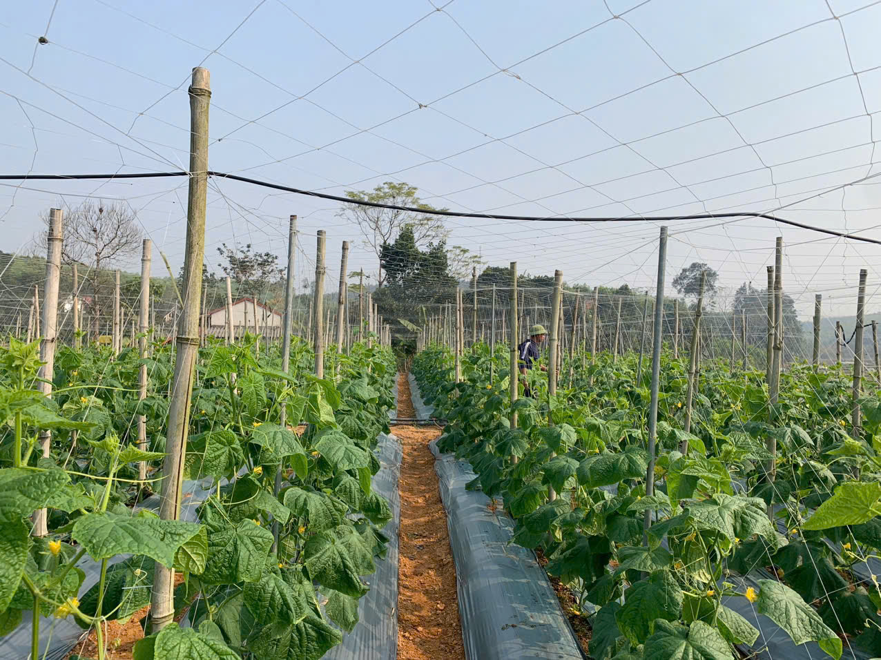 BẢN TIN KHUYẾN NÔNG