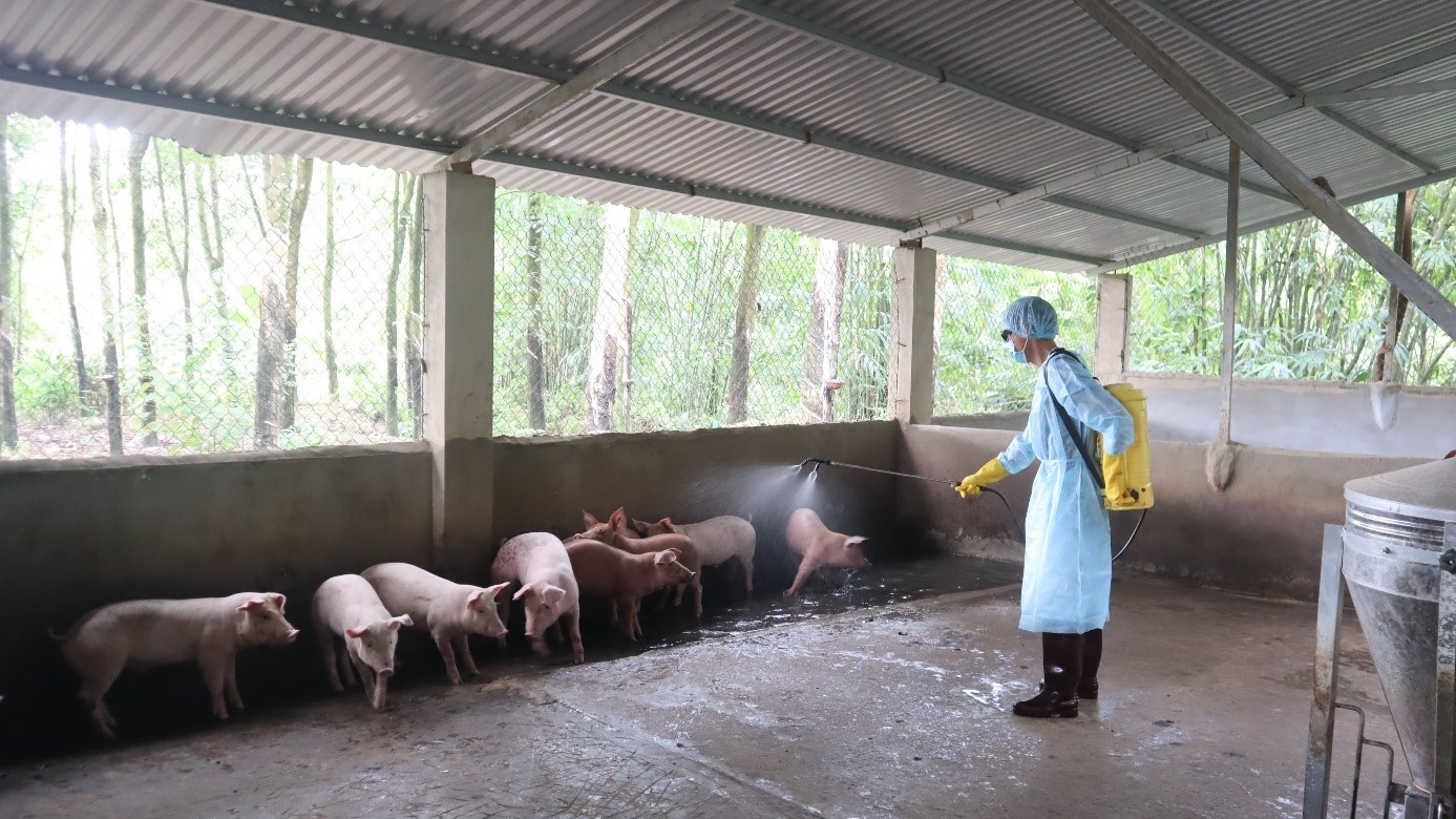 Quyết liệt triển khai các giải pháp phòng, chống bệnh Dịch tả lợn Châu Phi
