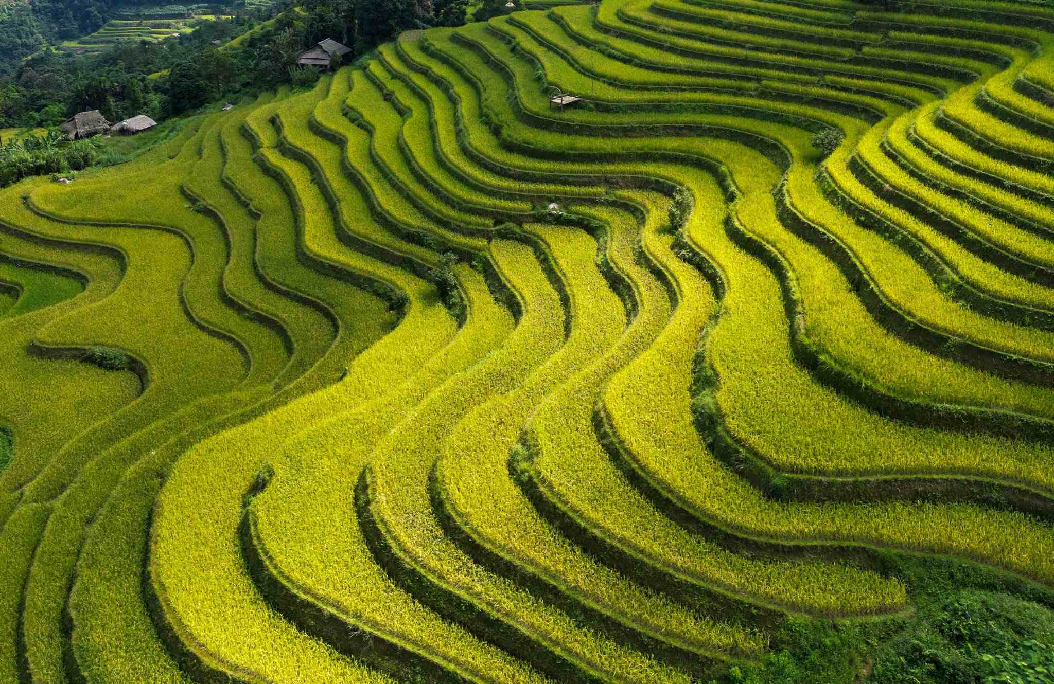 ‘Mùa vàng’ trên ruộng bậc thang Khuổi My