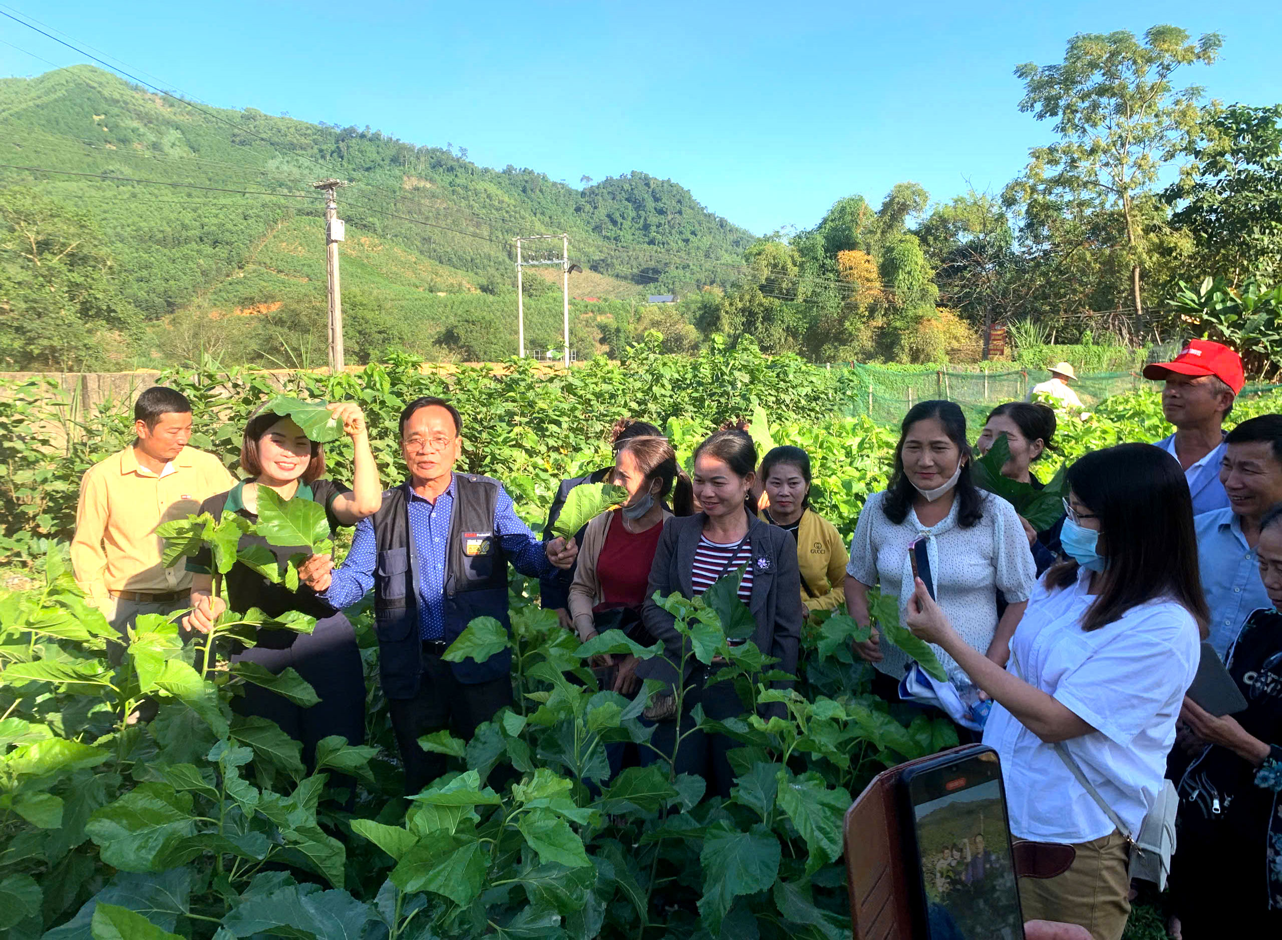 Hợp tác xã NLN Yên Nguyên triển khai thực hiện dự án liên kết trồng cây Dâu tằm vụ Đông năm 2025