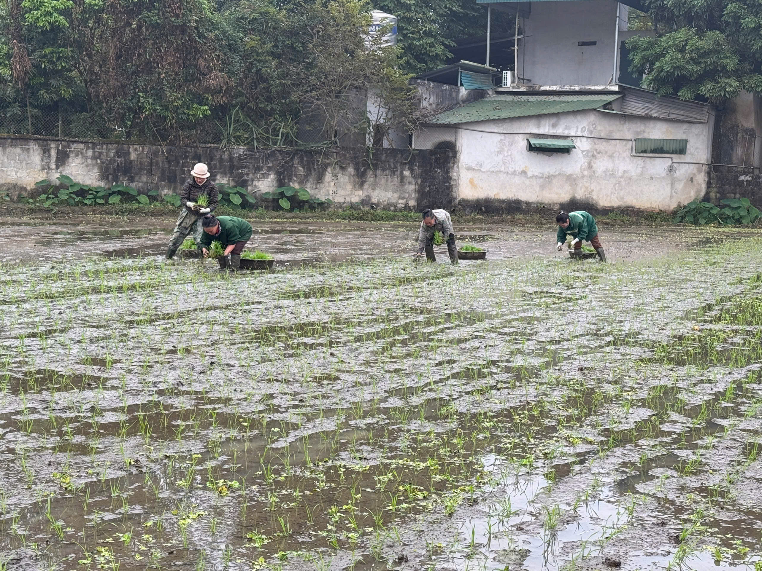 Quyết tâm có vụ Xuân 2026 thắng lợi