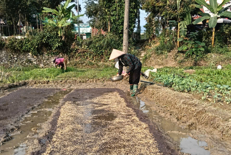  Nà Hang: Quyết tâm hoàn thành gieo cấy lúa vụ Xuân 2026 trong khung thời vụ tốt nhất