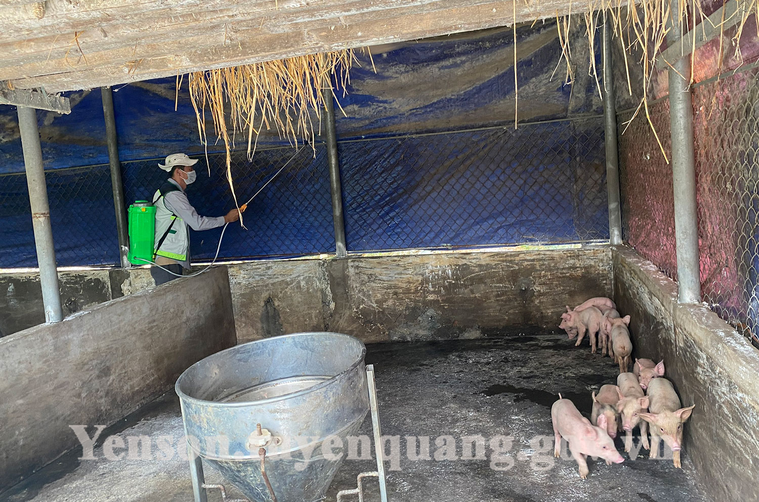 Cần tăng cường phòng chống bệnh dịch tả lợn châu Phi