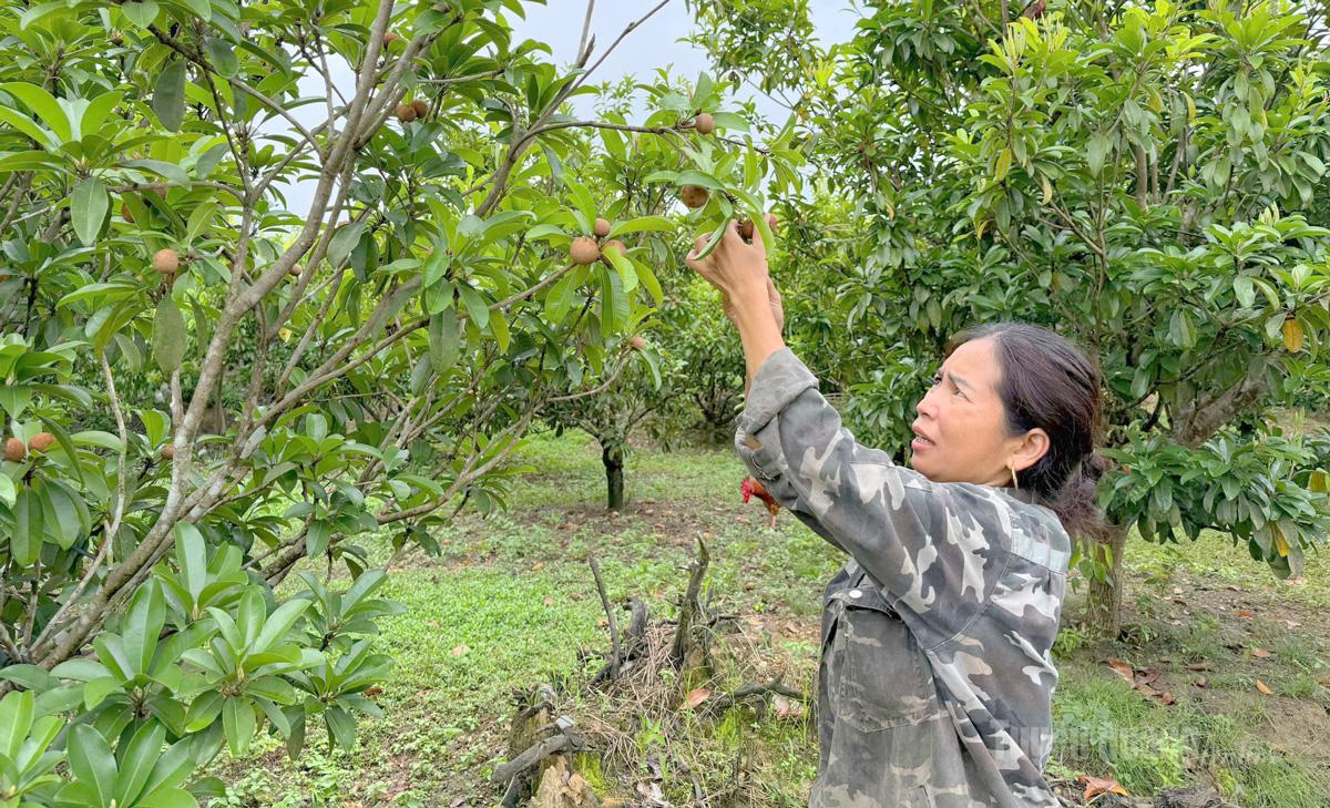 Khu vườn của chị Thúy
