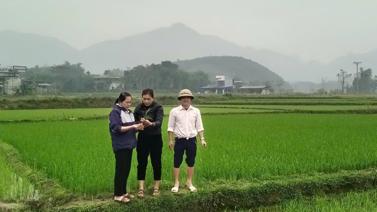 Kiểm tra, hướng dẫn nông dân chăm sóc và phòng trừ sâu bệnh hại lúa vụ Xuân năm 2026