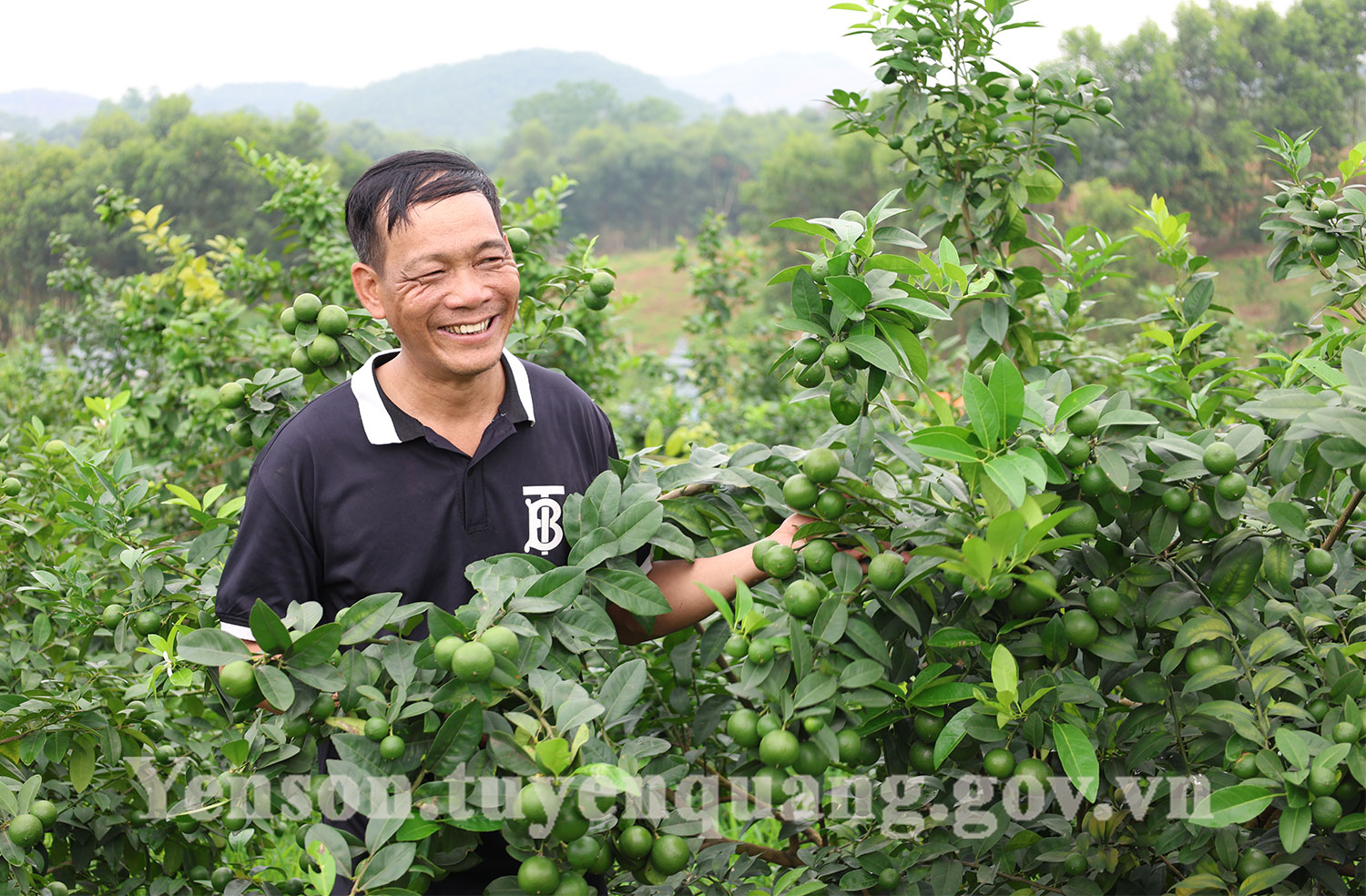 Mạnh dạn đầu tư tiền tỷ phát triển mô hình trồng chanh cho thu nhập cao