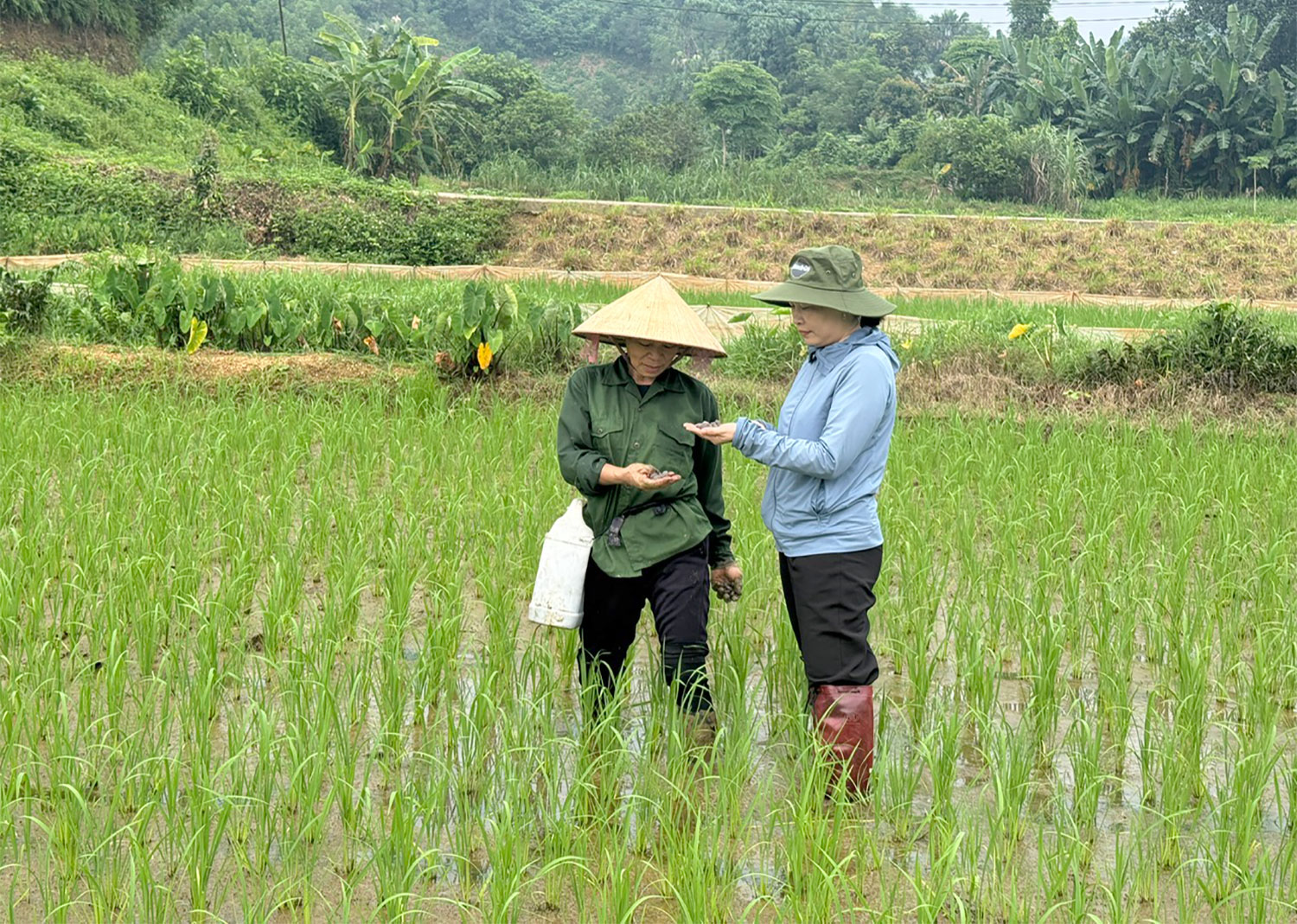 Chủ động chăm sóc và phòng trừ sâu bệnh, bảo vệ sản xuất vụ Hè Thu, vụ Mùa năm 2026