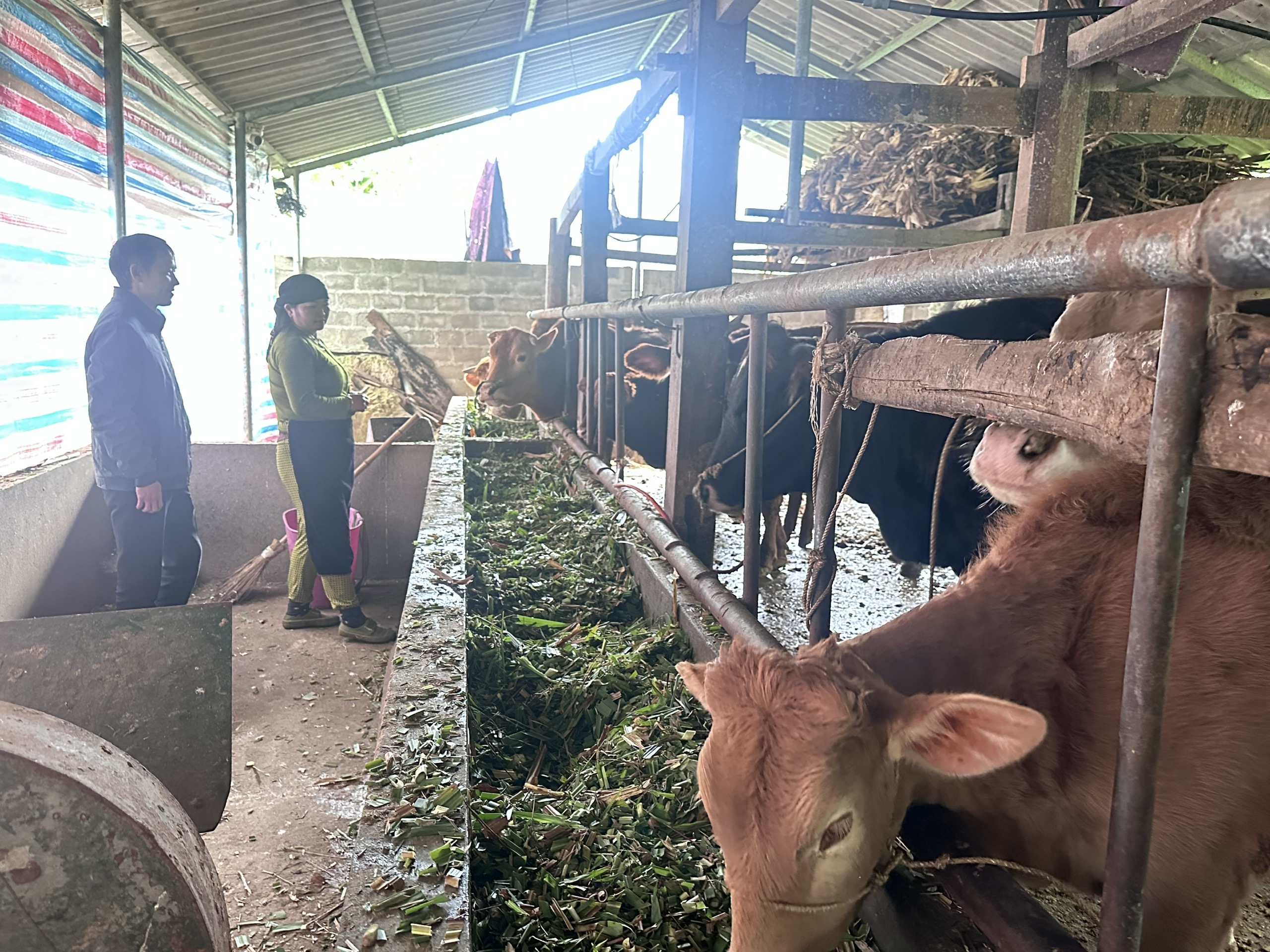 Chăn nuôi “Bò vàng” bước đi giảm nghèo bền vững ở Nghĩa Thuận