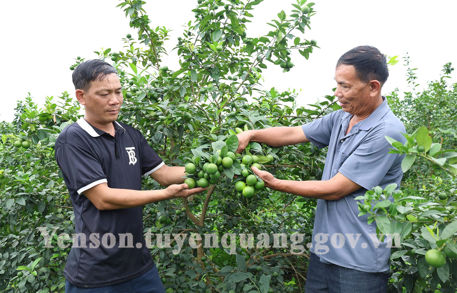 quang-cay-nhan.jpg