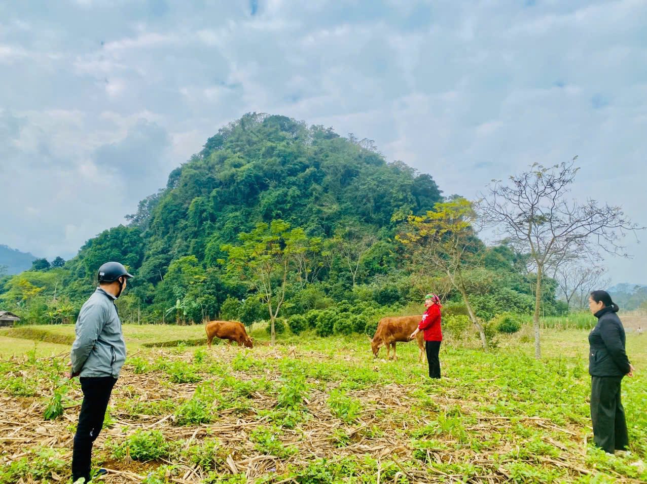   Các tổ chức chính trị – xã hội duy trì kiểm tra sau cho vay, lồng ghép tuyên truyền phòng chống đói rét cho trâu bò  