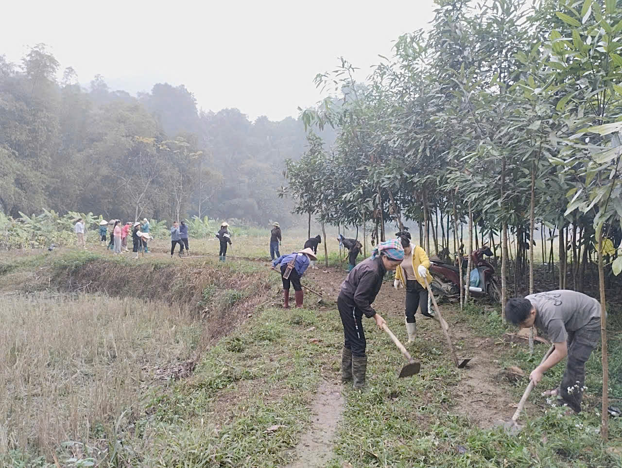 Xã Xuân Giang: Nhân dân thôn Tịnh đồng loạt ra quân mở rộng đường nội đồng.