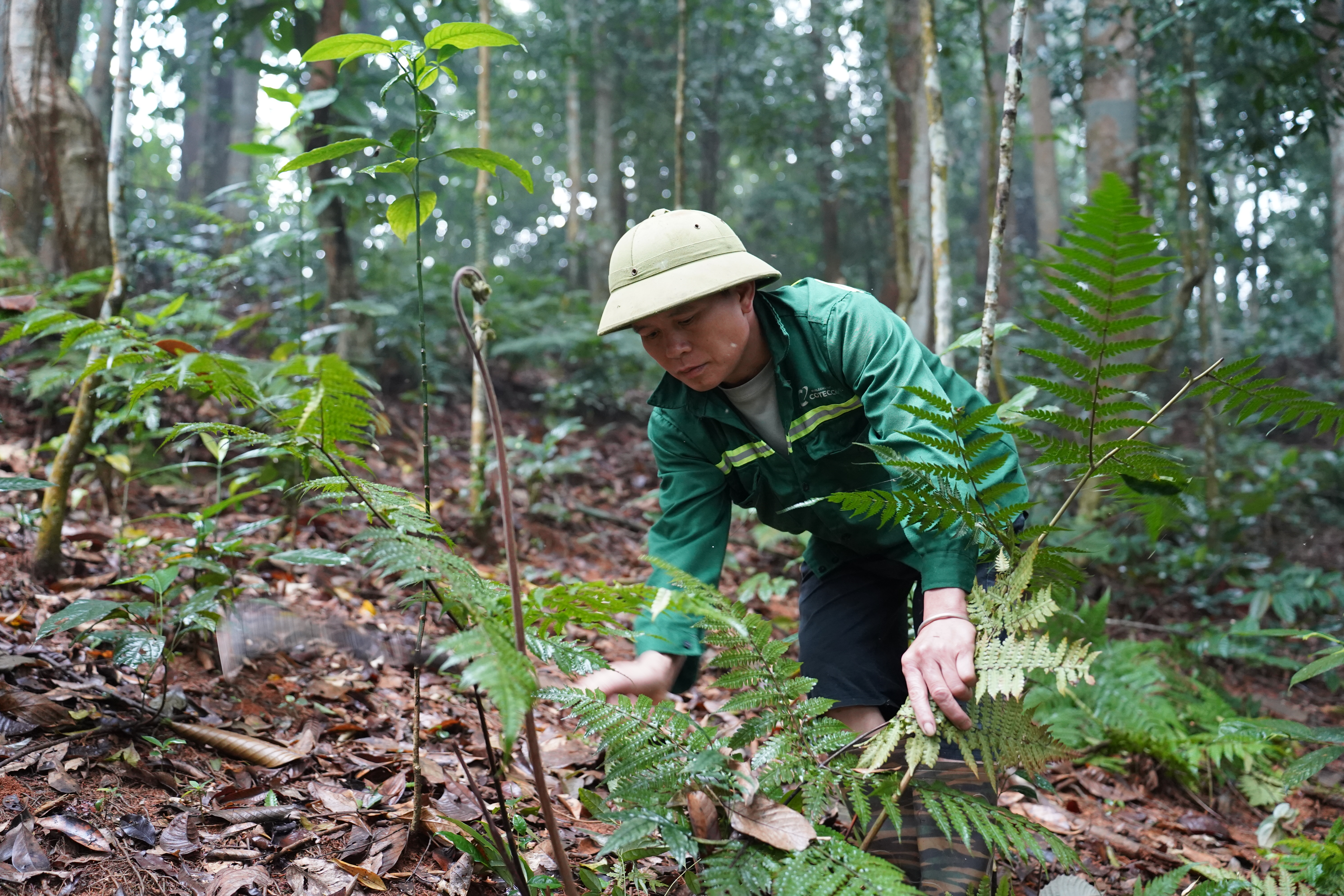 C&uacute;ng rừng 3.JPG