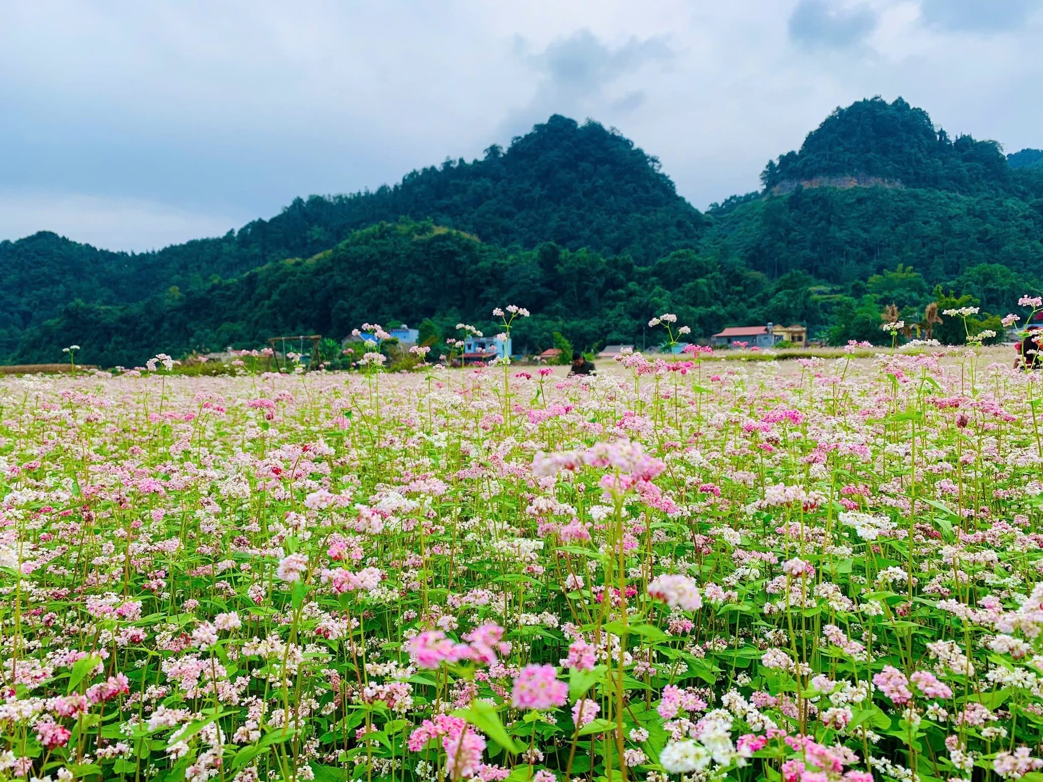 Tuyên Quang sẵn sàng cho Lễ hội hoa Tam giác mạch lần thứ XI – “Miền đá nở hoa”