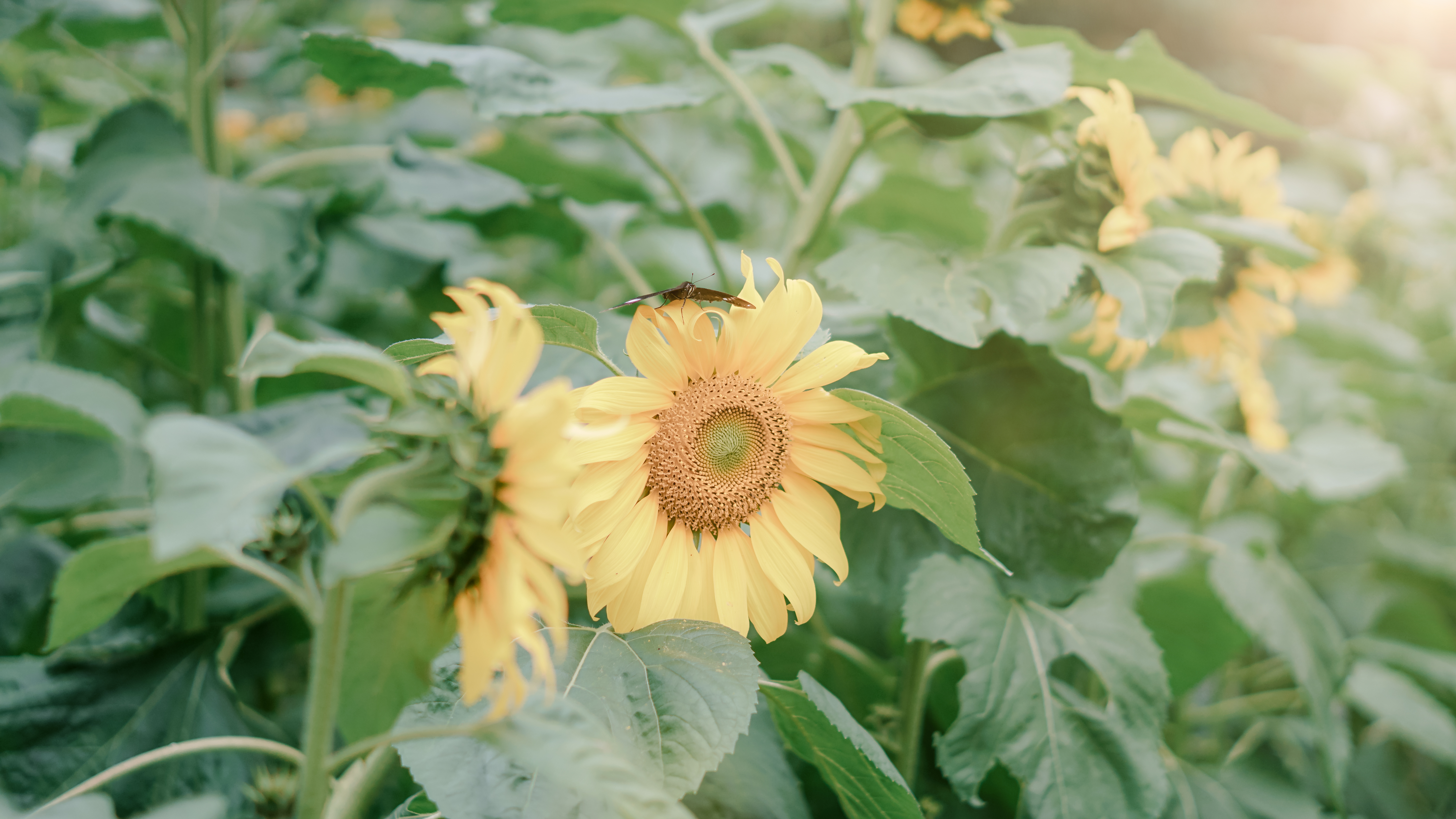 Vẻ Đẹp Bình Yên Của Vườn Hoa Hướng Dương Thôn Chì Đang Mùa Nở Rộ