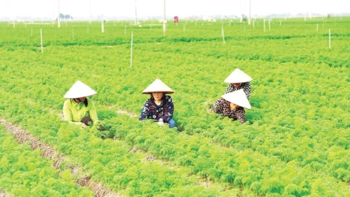 Nỗ lực gỡ khó cho chuyển đổi số hợp tác xã nông nghiệp