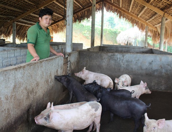 Nông Quốc Thùy quyết tâm làm giàu với nghề chăn nuôi