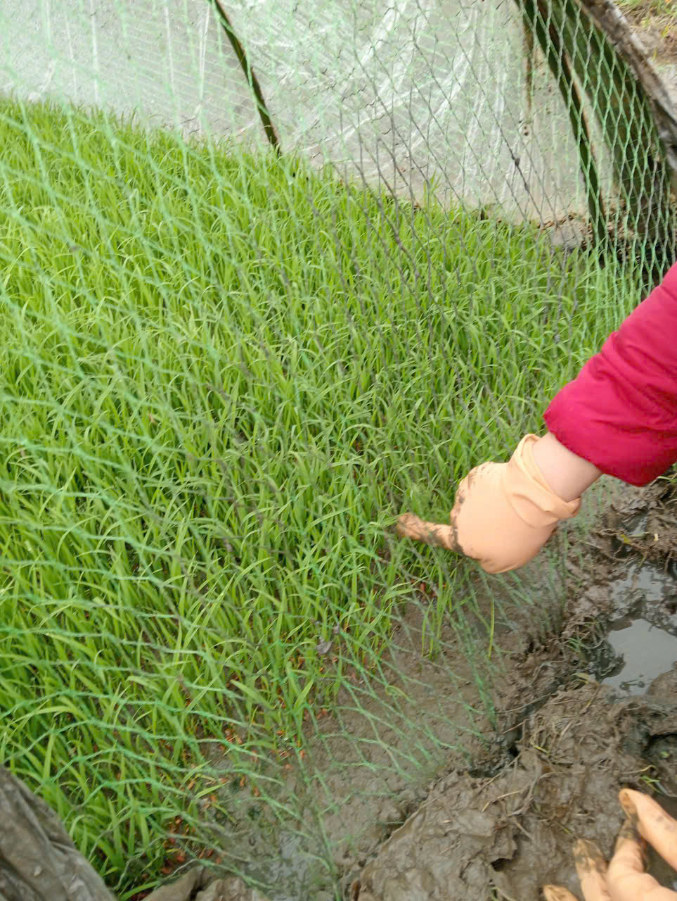 Đôn đốc, hướng dẫn cơ cấu giống và thời vụ Đông xuân 2025 -2026. 