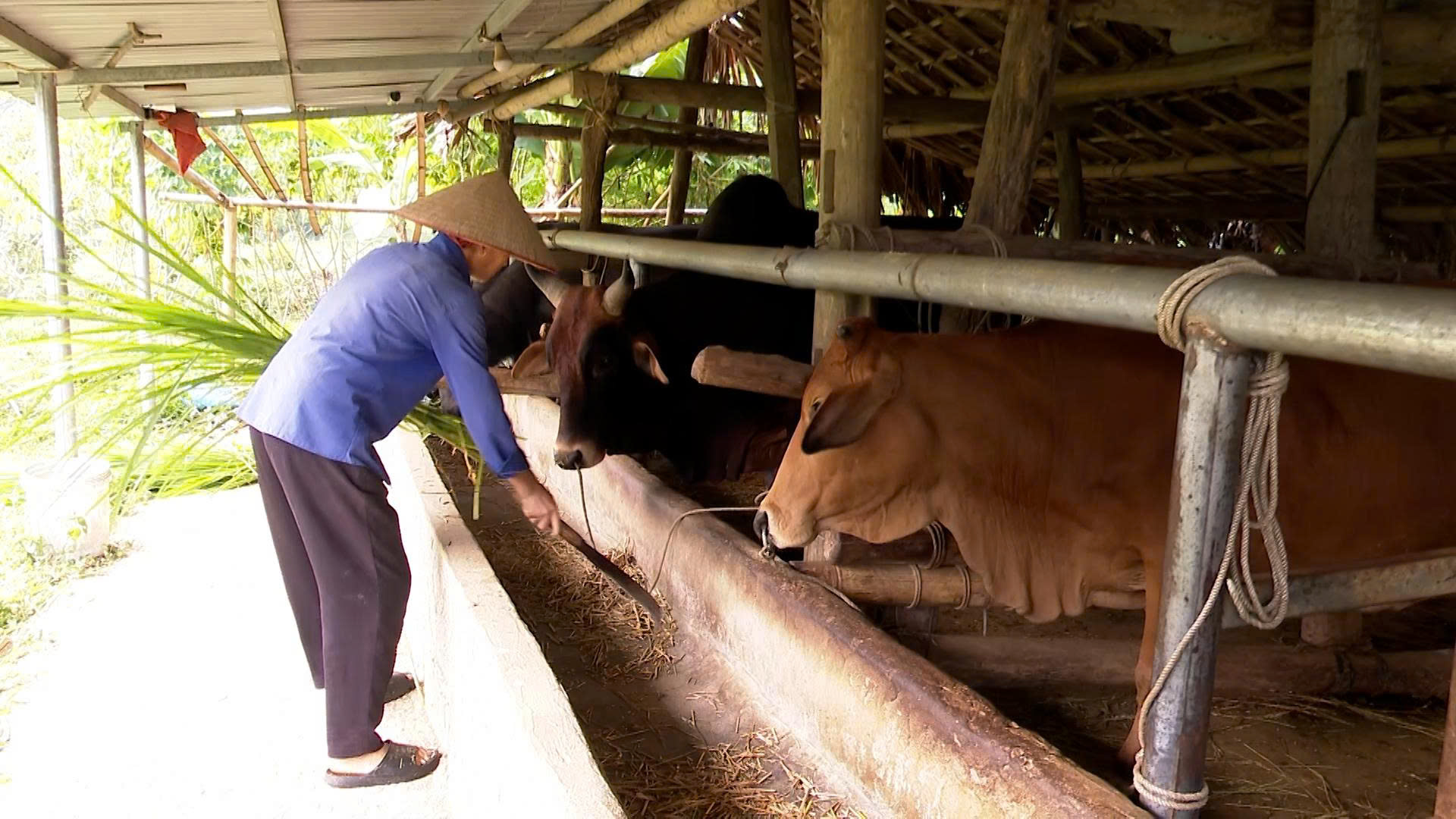 Xã Lâm Bình chủ động phòng, chống đói, rét và dịch bệnh cho đàn gia súc trong mùa Đông